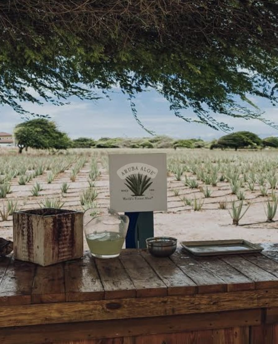 Aloe fields at the Aruba Aloe plantation, Aruba