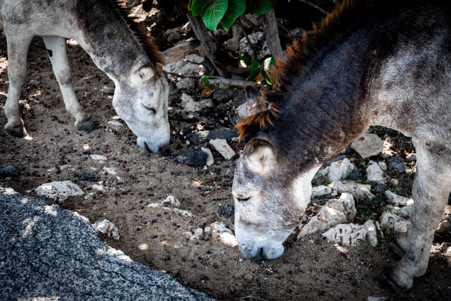 Aruban donkeys grazing, Aruba